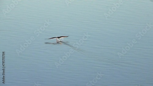 Seagulls not sharing