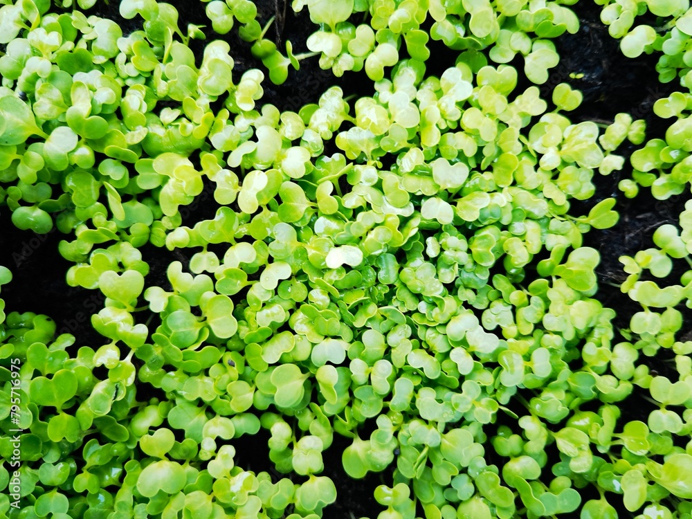 close up of a lot of fresh, green sprouts from the top close up of a lot of fresh, green sprouts from the top