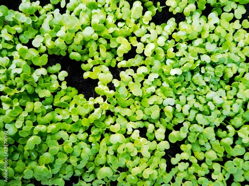 close up of a lot of fresh, green sprouts from the top