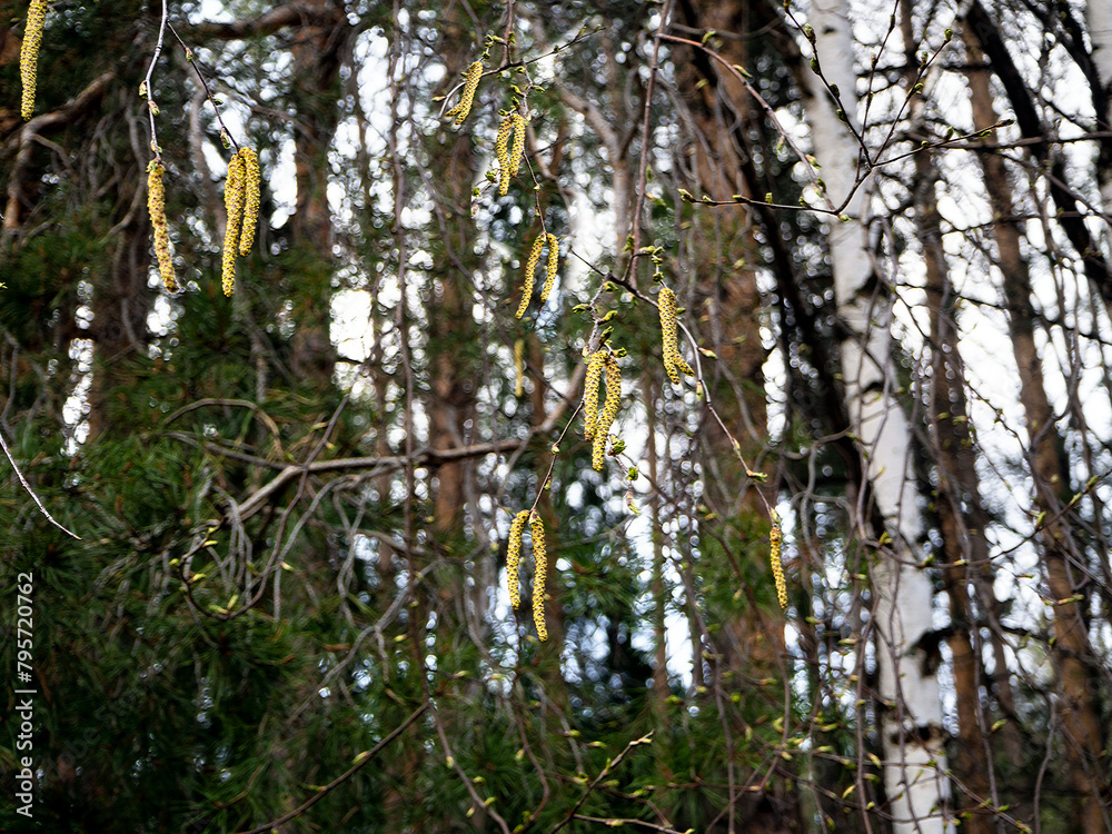 Fototapeta premium Blooming birch tree in a coniferous forest. Birch catkins in the foreground. Spring forest background with blooming birch.