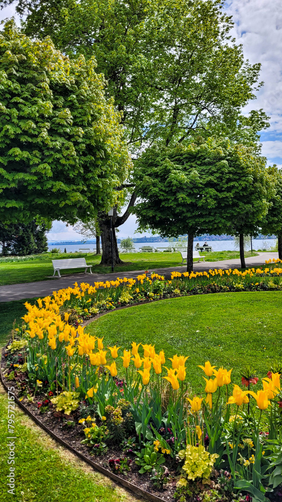 Sunny day in a picturesque park with yellow tulips on the shore of the alpine Lake Constance in Uberlingen, Germany