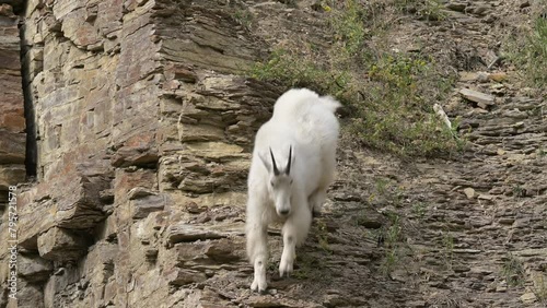 A mountain goat is descending a hillside in the Spearfish Canyon area of South Dakota.