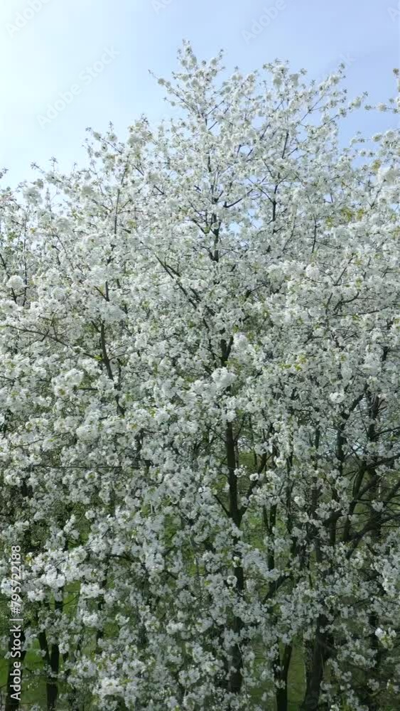 Aerial view of blooming trees with white flowers in spring. Aerial view of blooming trees with white flowers in spring.