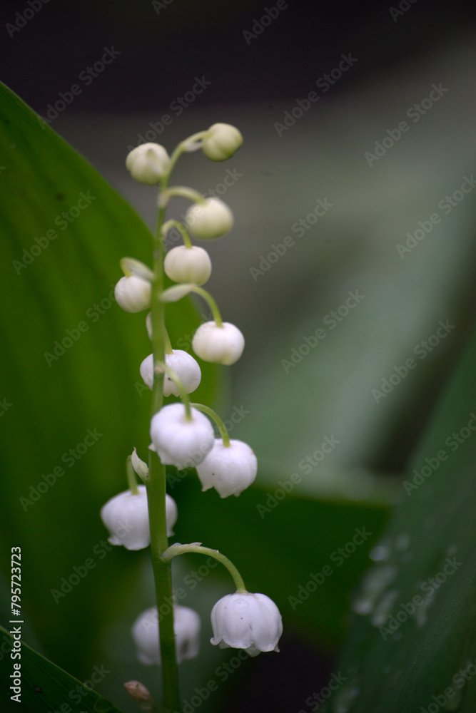 lily of the valley lily of the valley