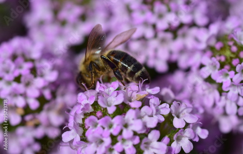 Biene auf lila Thymianblüten © christiane65