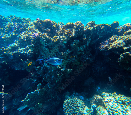 Underwater view of the coral reef with fishes. Tropical underwater background