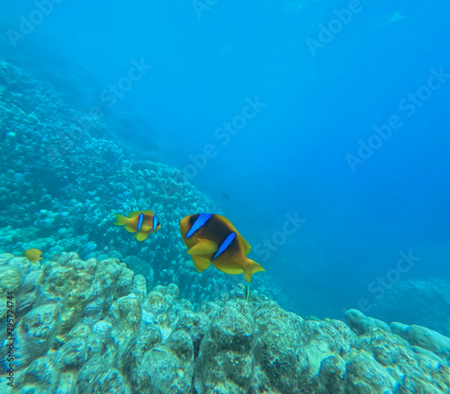 Coral reef and Clownfish in the Red Sea. Egypt. Sharm El Sheikh