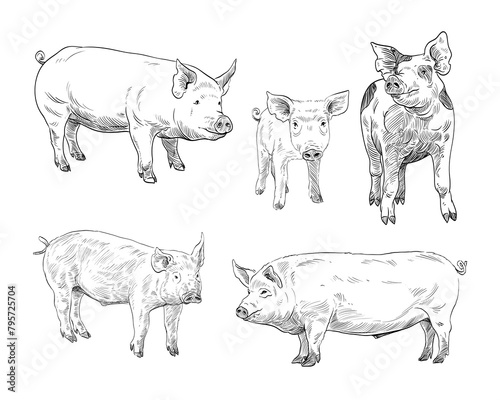 Pigs hand drawn set. Farm animals sketch picture. Vector art illustration.