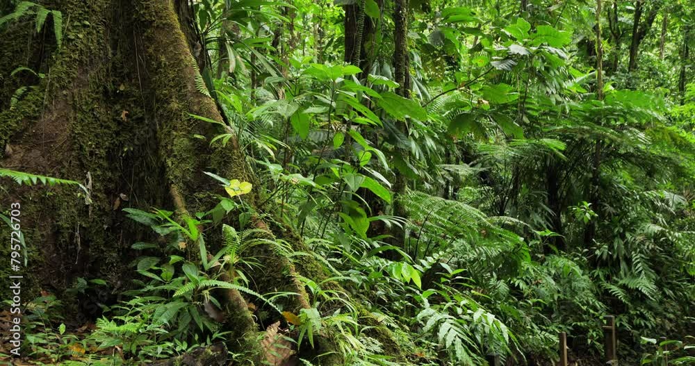 the tropical rain forest in Guadeloupe. Basse Terre, french West Indies. the tropical rain forest in Guadeloupe. Basse Terre, french West Indies.