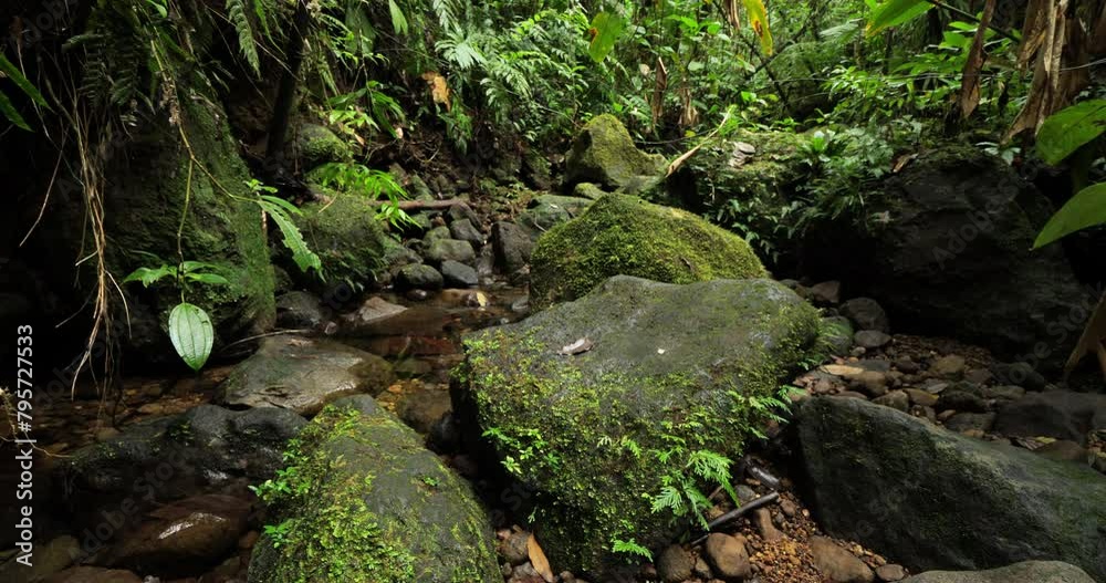 Stream crossing the tropical rain forest in Guadeloupe. Basse Terre, french West Indies. Stream crossing the tropical rain forest in Guadeloupe. Basse Terre, french West Indies.