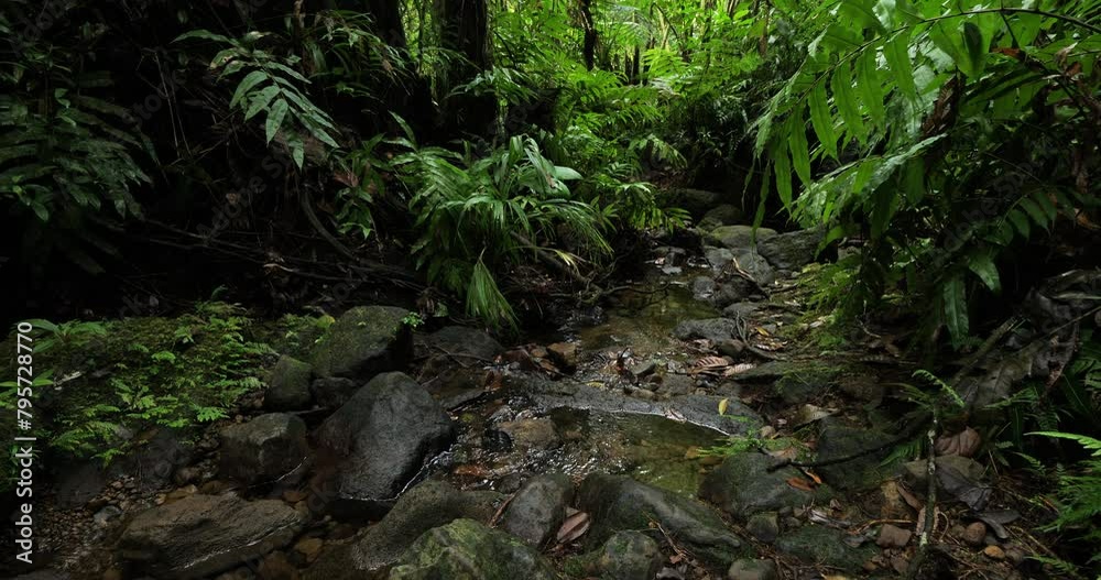 Stream crossing the tropical rain forest in Guadeloupe. Basse Terre, french West Indies. Stream crossing the tropical rain forest in Guadeloupe. Basse Terre, french West Indies.