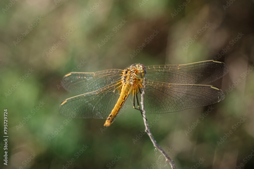 Dragonflies Macro and Details photography in the countryside of Sardinia Italy