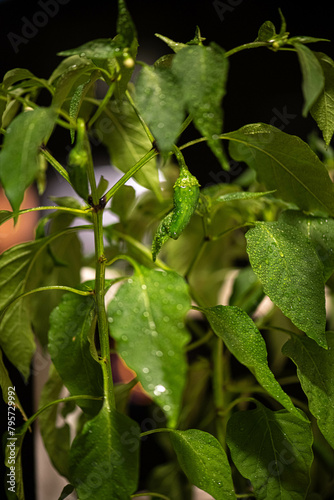 Home grown hot peppers in a pot