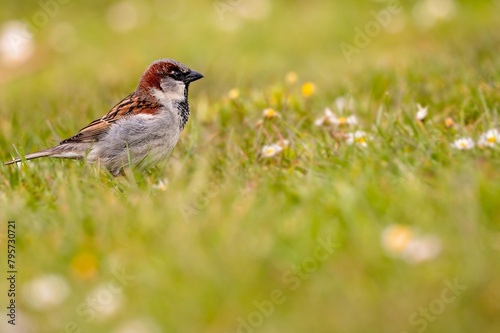 Sparrow on the ground. One sparrow perching in spring.