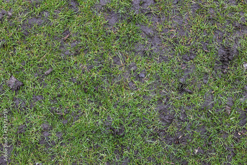 Top view, grass texture. Natural lawn background. Green grass in spring. Green texture. High quality photo. Wet lawn