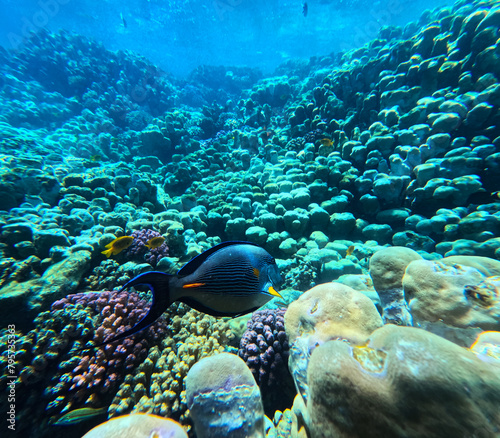Fototapeta Naklejka Na Ścianę i Meble -  Underwater view of coral reef with tropical fish and corals.