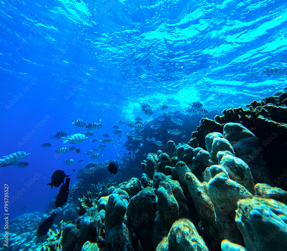 Fototapeta premium Coral reef and fish in Red Sea. Egypt. Sharm El Sheikh