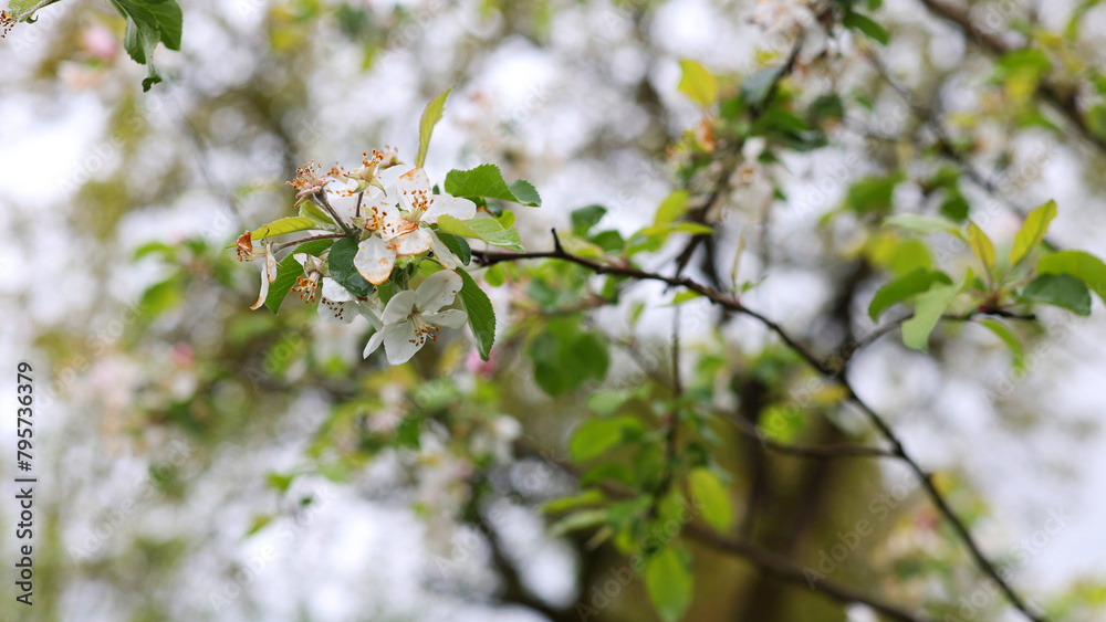 Many spring white flowers, Green tree in spring. A beautiful blooming apple tree, a wonderful garden. Natural growth of berries Many spring white flowers, Green tree in spring. A beautiful blooming apple tree, a wonderful garden. Natural growth of berries