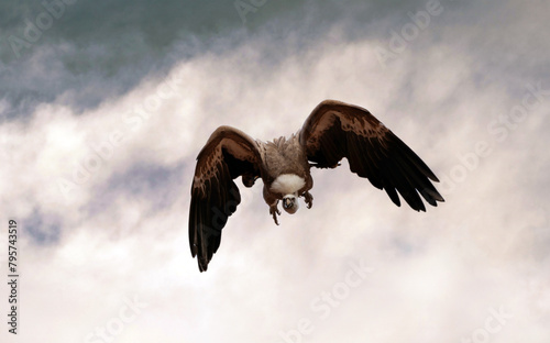 Flying griffon vulture a species of hawks accipitridae in action about to hunt a prey