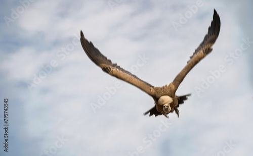 Obraz na płótnie Motion blurred Flying griffon vulture a species of hawks accipitridae in action against a blue sky w salonie