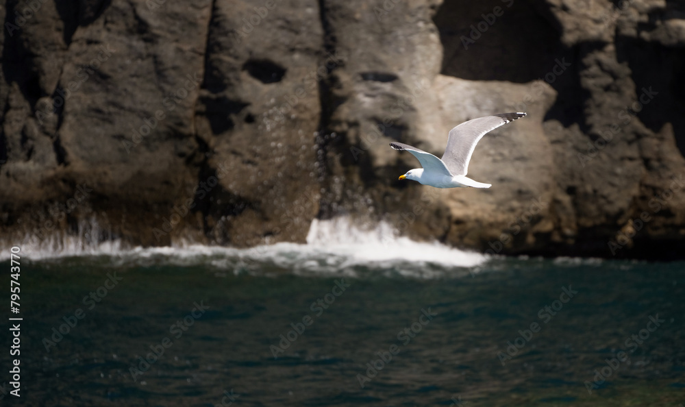 yellow legged gull laridae or larus michahellis flying on a sea
