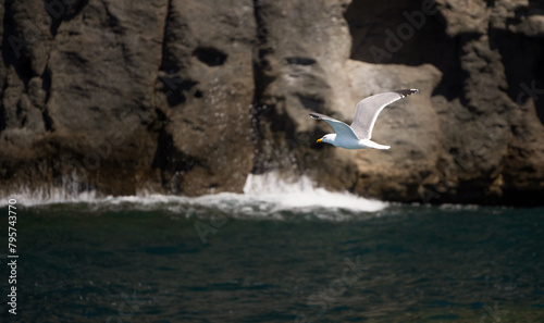 Obraz na płótnie yellow legged gull laridae or larus michahellis flying on a sea w salonie