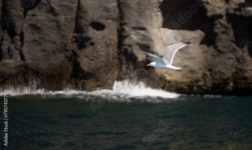 yellow legged gull laridae or larus michahellis flying on a sea photo