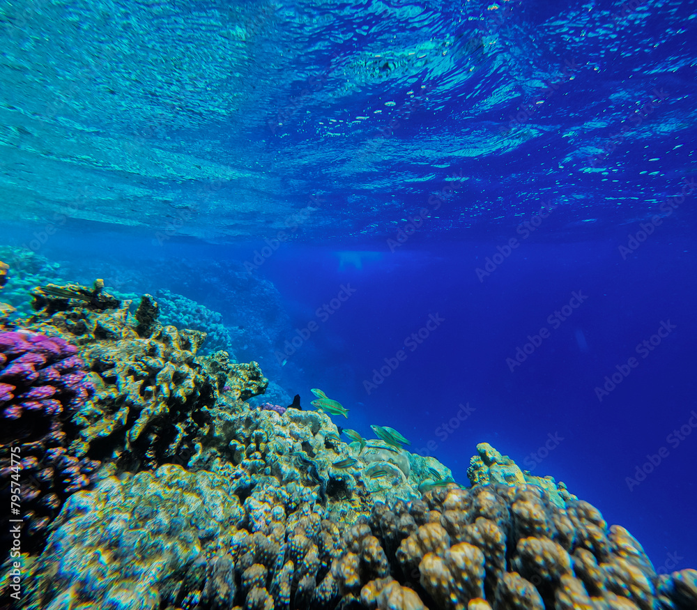 Underwater view of coral reef and tropical fish in blue water.