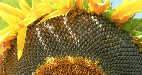 Sunflower seeds. Fibonacci golden ratio in nature and sunflower seeds. Golden ratio in sunflower ensures most uniform distribution of seeds in basket or head of sunflower. Cinema 4K 60fps video photo