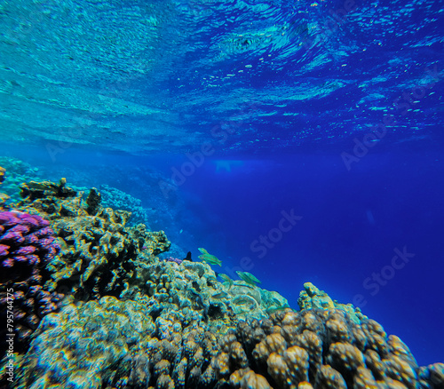Fototapeta Naklejka Na Ścianę i Meble -  Underwater view of coral reef and tropical fish in blue water.