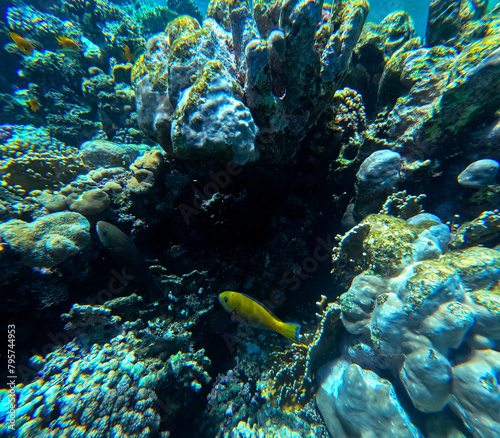 Underwater view of coral reef with fish and seaweed  Red Sea  Egypt