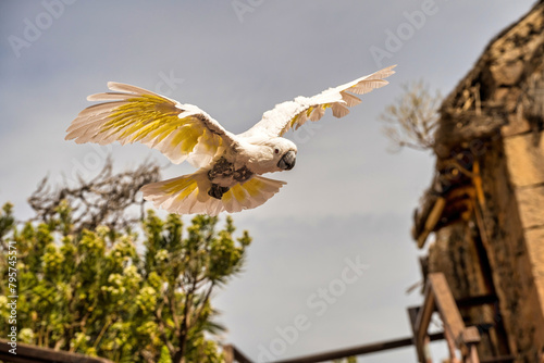 Obraz na płótnie Sulphur-crested white cockatoo a species of parrots Psittacidae aka sulfur crested cockatoo, cacatua galerita w salonie