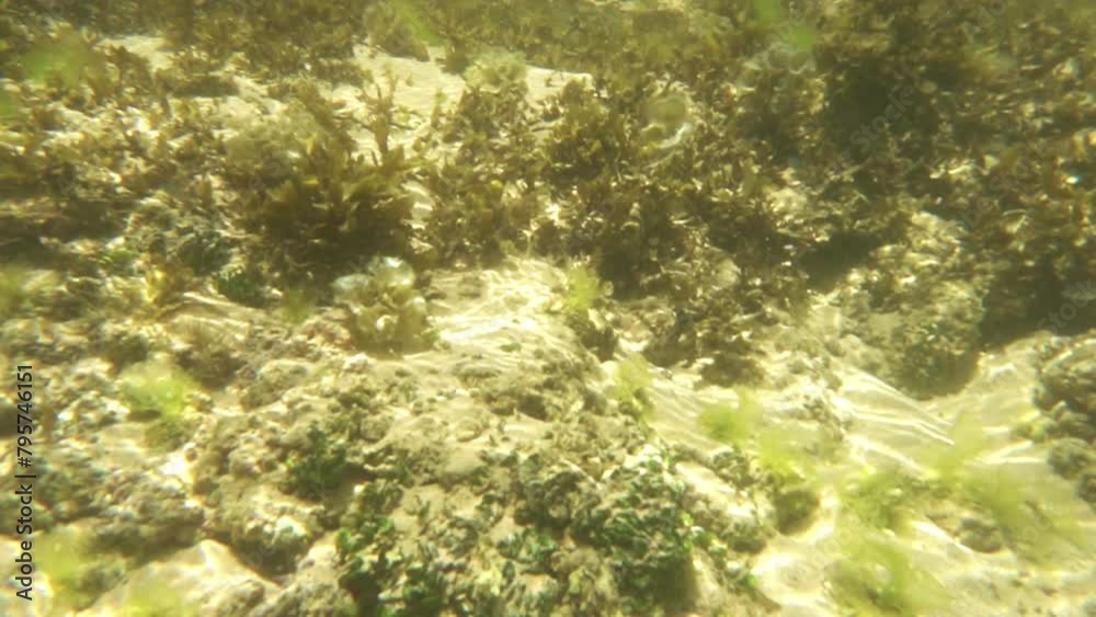 Sunlit Seabed: Natural Background with Sun Reflections on the Floor of the Indian Ocean, Ocean Floor Sparkle Sunlit Seabed: Natural Background with Sun Reflections on the Floor of the Indian Ocean, Ocean Floor Sparkle