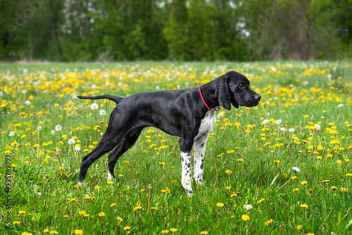 Adorable black English Poitner puppy on a spring meadow of dandelions on a bright sunny day. Walking with a dog. Hunting dogs.