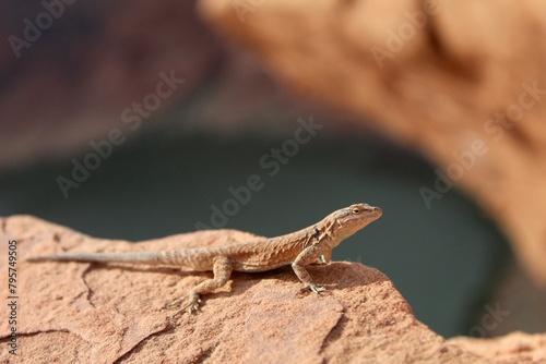 Close up Gecko