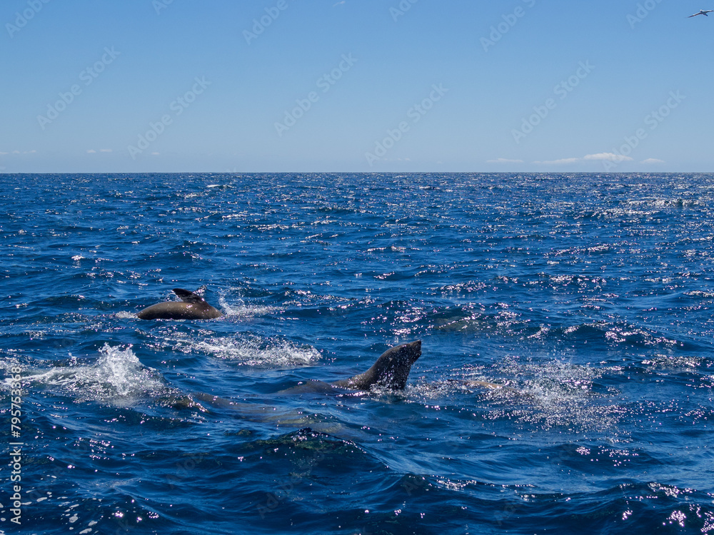 Fototapeta premium Seals feeding and playing in the waters of Bay of Fires