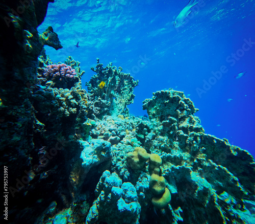 Fototapeta Naklejka Na Ścianę i Meble -  Coral reef and marine life in the Red Sea, Egypt.