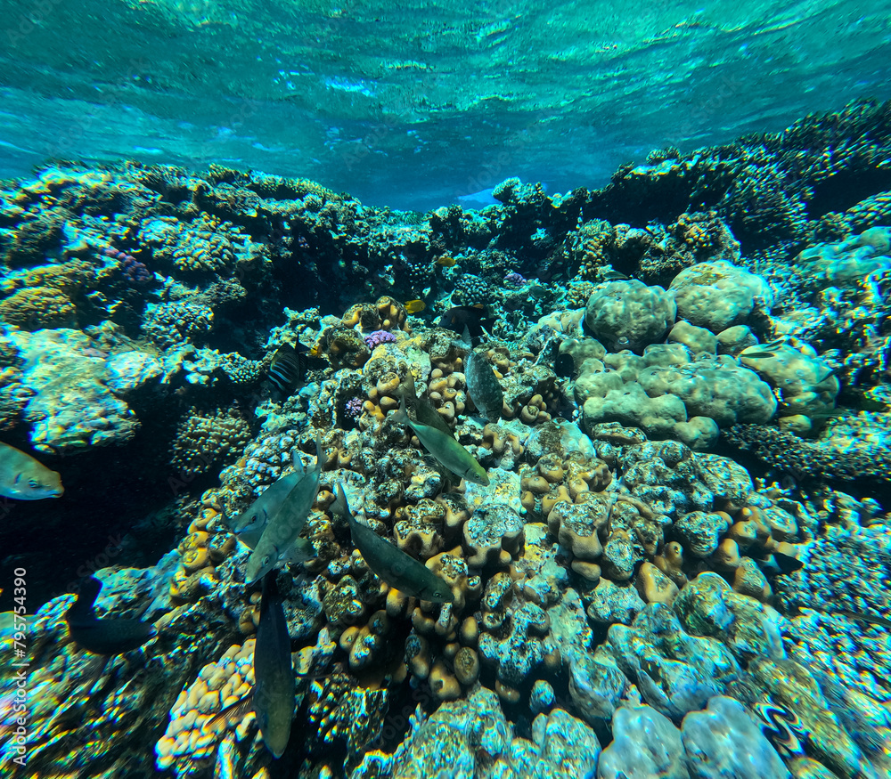 Fototapeta premium Underwater view of coral reef with fish, Egypt.