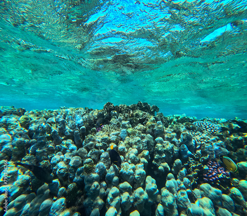 Underwater view of coral reef with fish and corals. Tropical background