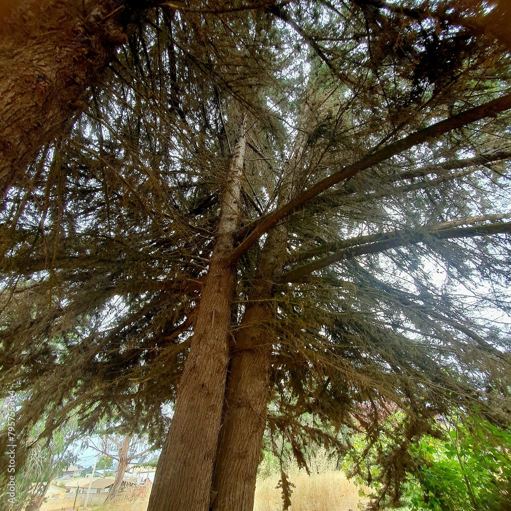Fototapeta premium abrazandonos entre arboles
