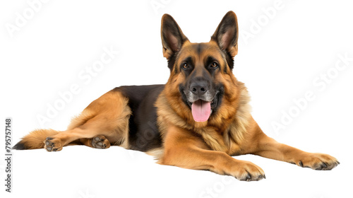 Happy joyful German Shepherd dog lying on the floor, pet isolated on transparent background, animal smile with tongue out
