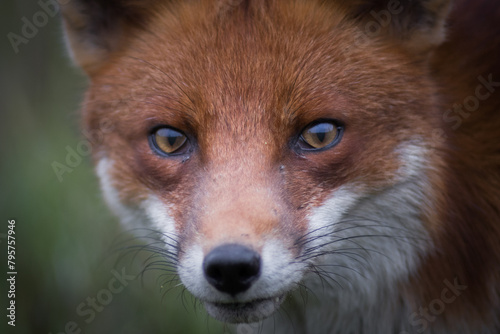 Canvas Print red fox portrait close up wild with detailed eyes