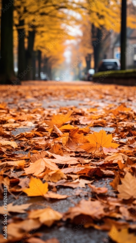 Autumn leaves fallen street plant leaf.
