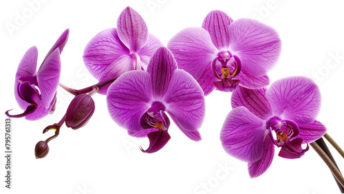 orchid flower transparent background