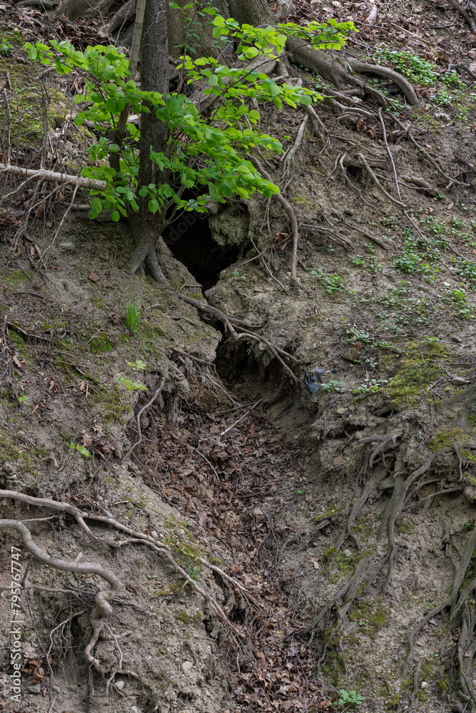 A crack in the ground on a slope with exposed roots. A crack in the ground on a slope with exposed roots.