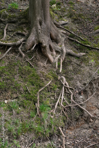 Exposed tree roots on a hillside. © lapis2380