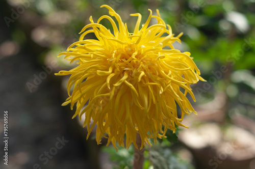 yellow flower of a dandelion photo