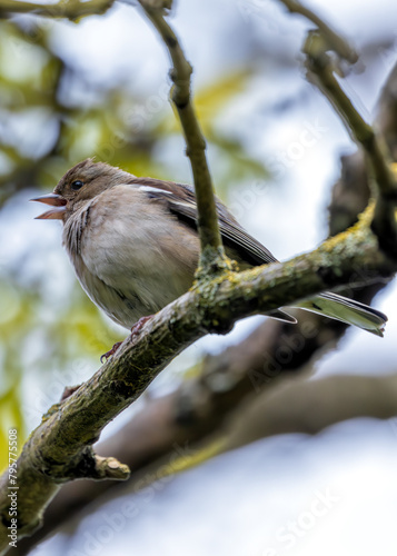 Canvas Print Chaffinch (Fringilla coelebs) - Widespread across Europe, Asia, and North Africa