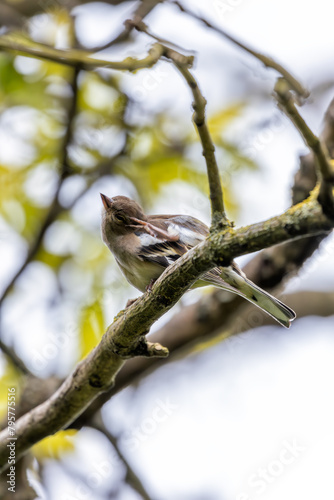 Photography Chaffinch (Fringilla coelebs) - Widespread across Europe, Asia, and North Africa