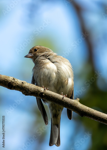 Photography Chaffinch (Fringilla coelebs) - Widespread across Europe, Asia, and North Africa